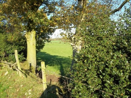 November 2011 Walk